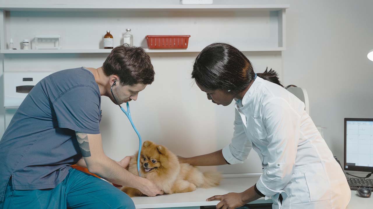 Pet First Aid Tips: Preparing for an Emergency Trip to the Vet